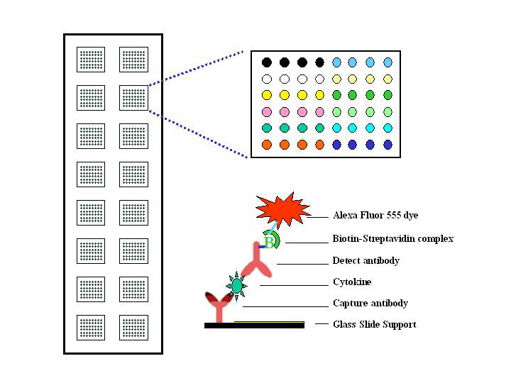 人類細(xì)胞因子抗體芯片1